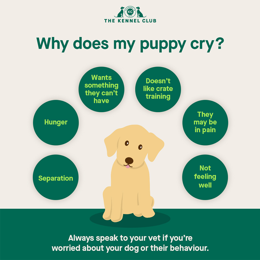 Why Does My New Puppy Cry The Kennel Club